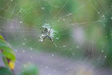 Spider on web with blurred green garden background. Top view.