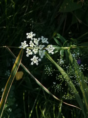 Маленькие цветы.