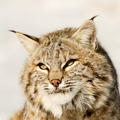 Bobcat Portrait