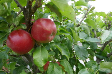  Zwei rote Äpfel hängen zwischen grünen Blättern an einem  Baum

