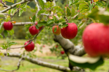 Red Apple tree farm
