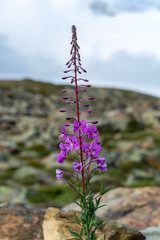 Nice violet flower with morning dew on it