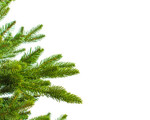 Undecorated Christmas tree. Green branch of fir tree isolated on white background. 