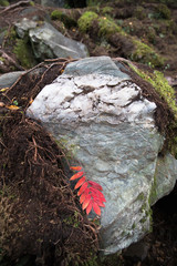 Single vine red ashberry (rowan) leaf decorate stone. Autumn, foliage, minimalism concept