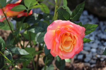 Lakeshore Rose