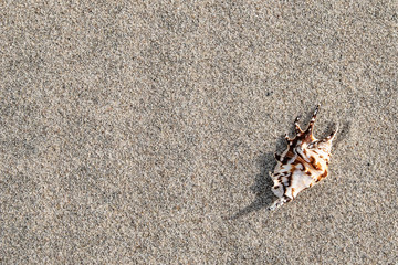  seashell and sea sand