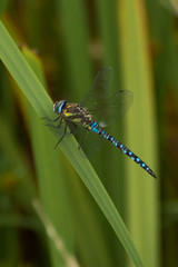 Hawker dragonfly resting on a reed growing at the edge of a pond