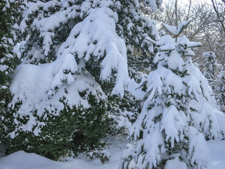 Real winter. Pines, spruce and shrubs are covered with white fluffy snow.