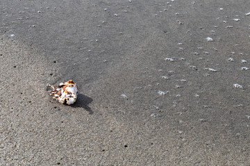 sea ​​shell