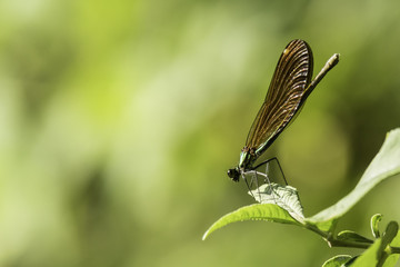 Insectes du Marais de Montfort - Isère.