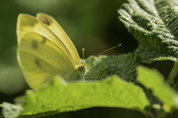 Insectes du Grésivaudan - Isère.