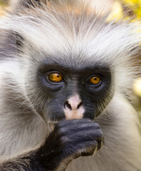 Monkey