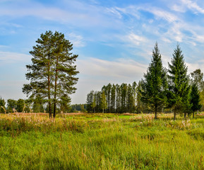 Sunny autumn day at the edge of the forest. Early autumn.