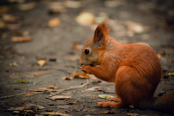 Red squirrel portrait