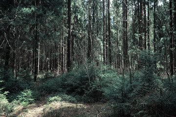 Pine forest. Depths of a forest. Journey through forest paths. T