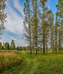 Obraz premium Sunny autumn day at the edge of the forest. Early autumn.