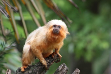 Fototapeta premium monkey