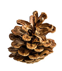 Brown pine cone on white background with clipping pass