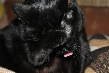 funny black cat with a tongue