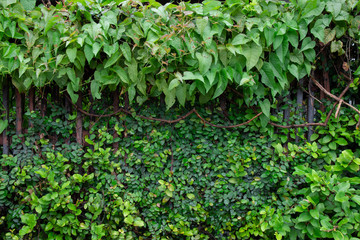Old wooden fence with ivy or green ornamental plants to cover dense on a rainy day in the morning. Nature background.