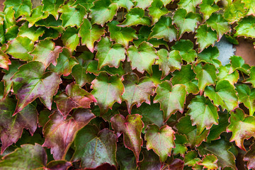 Ivy with Red and Green Leaves on the Red Brick Wall during Fall 