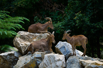 Deers standing on rocks