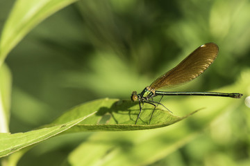 Insectes du Grésivaudan - Isère.