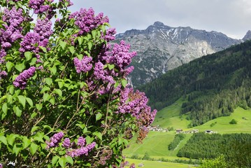 Lilac tree with the Tyrolean Alps on the background in Austria