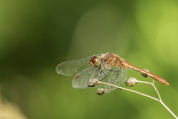 Insectes du Grésivaudan - Isère.