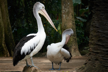 An Australian pelican Pelecanus conspicillatus in the wild closeup