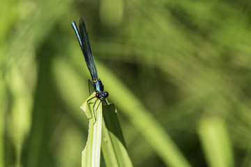 Insectes du Grésivaudan - Isère.