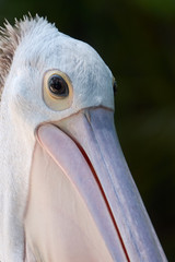 A portrait of Australian pelican Pelecanus conspicillatus closeup