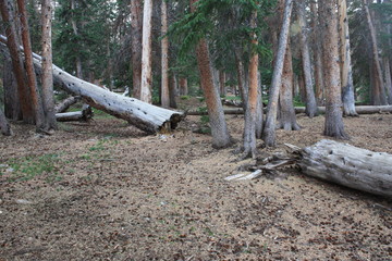 Fototapeta premium Uintas Near Gilbert Lake 4