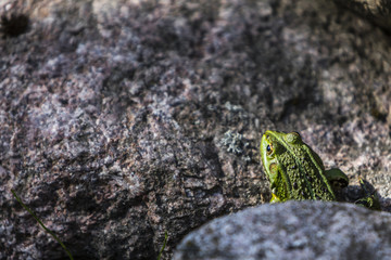 A green frog (Lithobates clamitans) on a rock