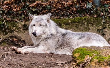 einsamer Wolf liegend und beobachtend