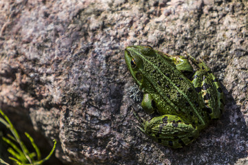 Lithobates clamitans, green frog on a rock on a sunny day