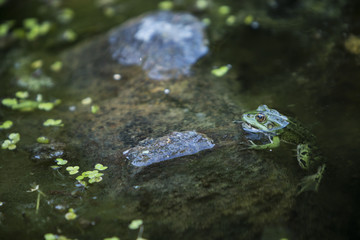 Lithobates clamitans, green frog partially submerged in water