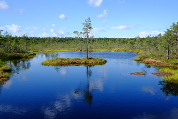 Fototapeta na wymiar Lahemaa national park, Viru bog, Estonia