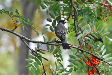 Red Robin Songbirds and Ripe Rowan Berries