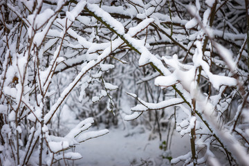 frozen branches covered with snow