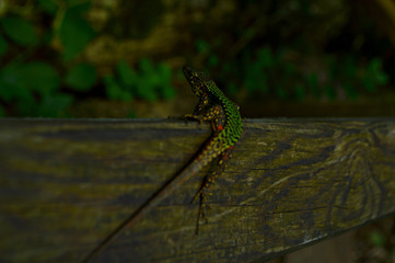 dragonfly