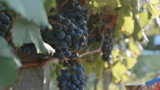 Farmer 's hands harvests red grape from a tree at vineyard