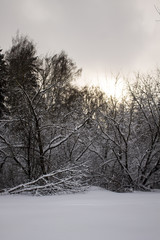 Gloomy mysterious winter landscape.
