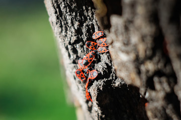 Fototapeta premium bugs on tree