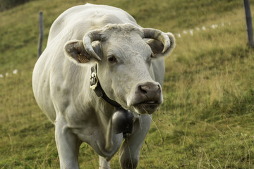 Vaches du Grésivaudan - Chartreuse - Isère.