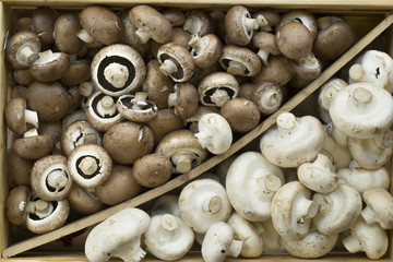 White mushroom in a box. Top view. Champignon.