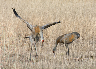 Sandhill crane male bows to female - 223042157