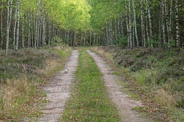 Leśna droga.