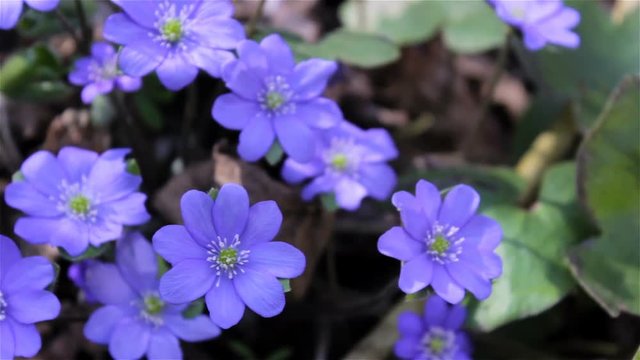 flowers spring blue Hepatica nobilis,the first flowers of Hepatica nobilis grows in the woods