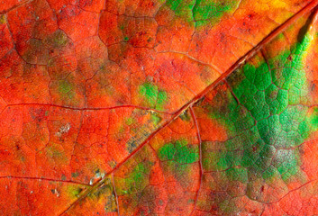 Green and red in autumn